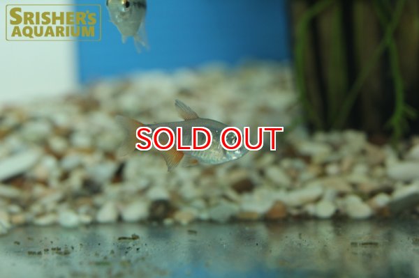 画像7: フレームテトラ (7)