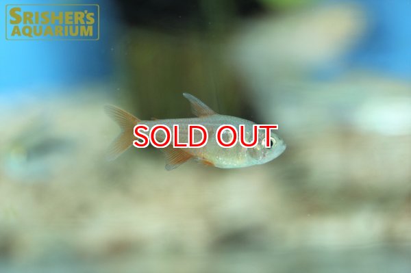 画像6: フレームテトラ (6)