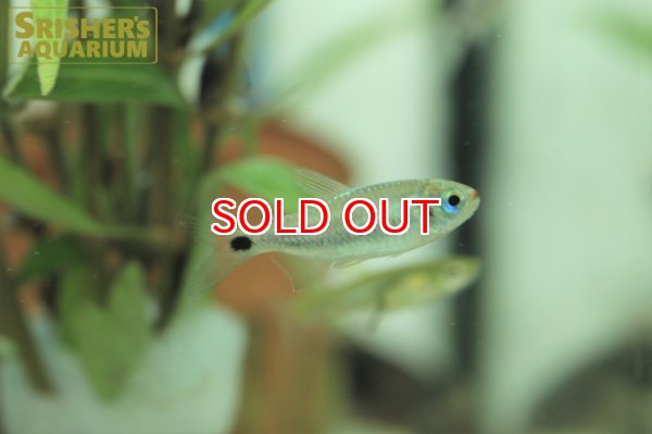 画像5: コギャルテトラ（ブリード） (5)