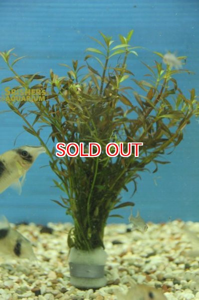 画像2: 水草 ニードルリーフ ルドウィジア（５本） (2)