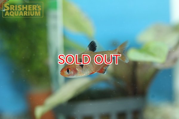 画像5: サーペ WILD (5)