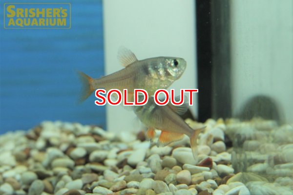 画像4: フレームテトラ (4)