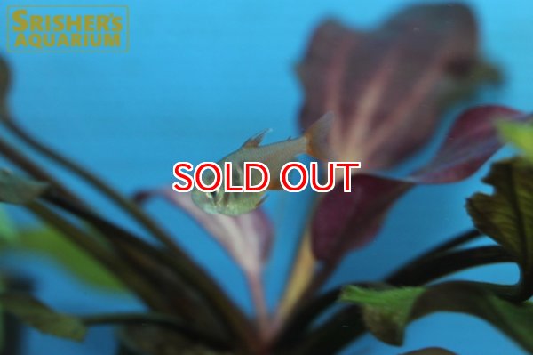 画像3: フレームテトラ (3)