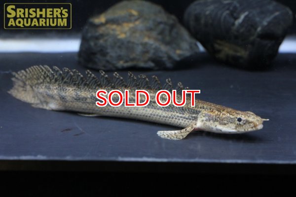 画像5: ポリプテルス　ビキールSP.コリバ (5)