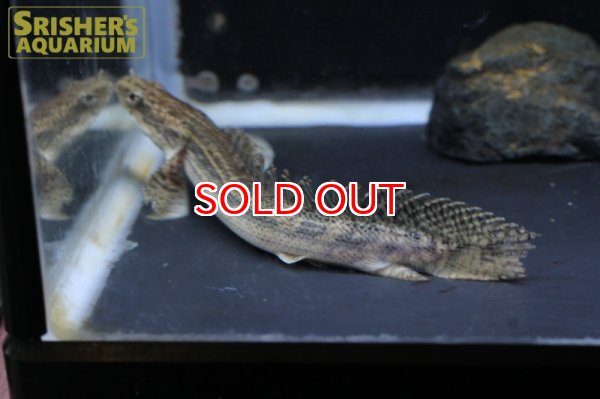 画像4: ポリプテルス　ビキールSP.コリバ (4)