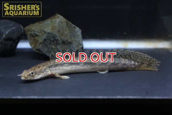 画像2: ポリプテルス　ビキールSP.コリバ (2)