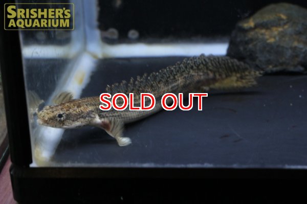 画像3: ポリプテルス　ビキールSP.コリバ (3)