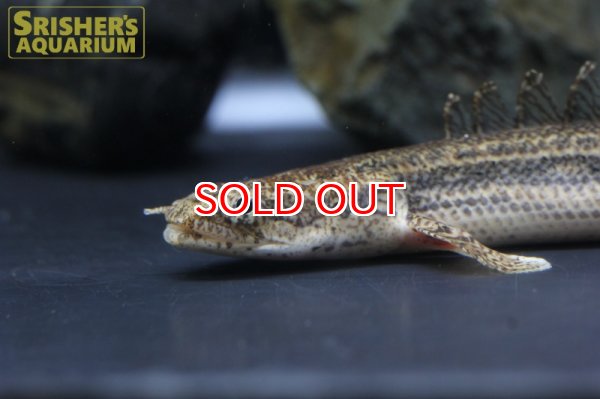 画像8: ポリプテルス　ビキールSP.コリバ (8)