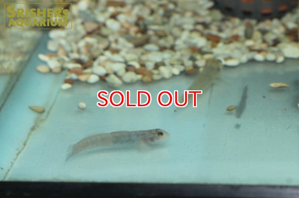 画像3: レンティペス　メコンガエンシス（ペア） (3)