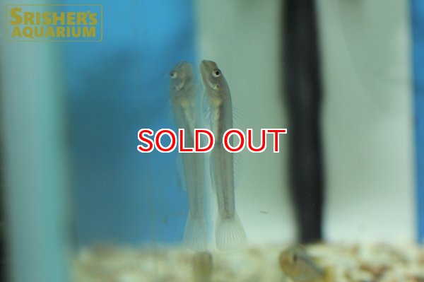 画像5: レンティペス　メコンガエンシス（ペア） (5)