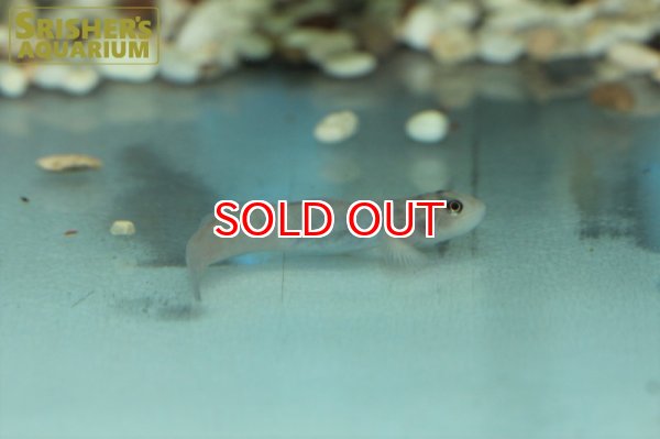 画像2: レンティペス　メコンガエンシス（ペア） (2)