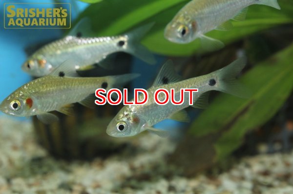 画像2: プンティウス　ソフォア　WILD (2)