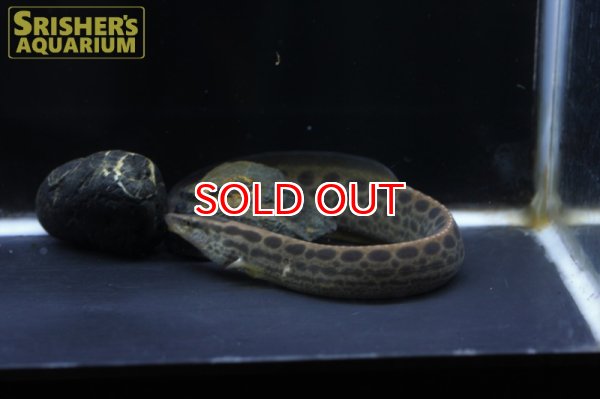 画像4: ブラックスポットスパイニーイール（タイ産） (4)