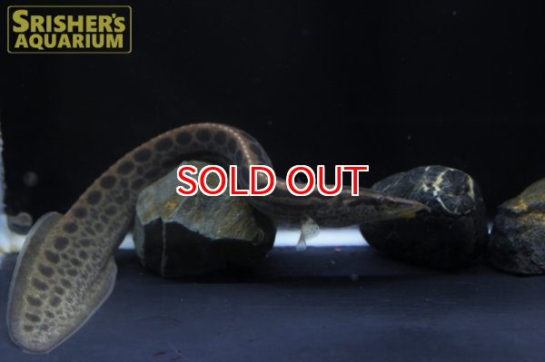 画像5: ブラックスポットスパイニーイール（タイ産） (5)