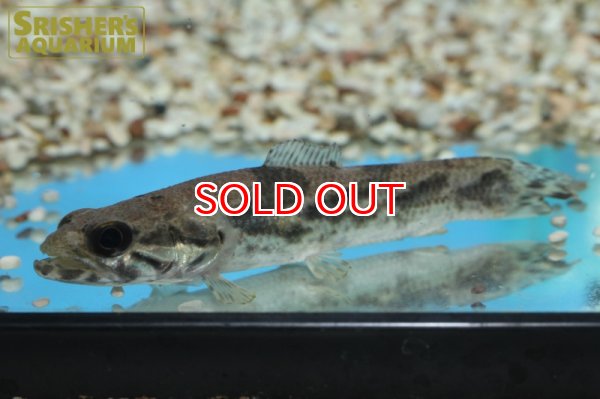 画像2: リアルタライロン "アイマラ" "アマパ" (2)