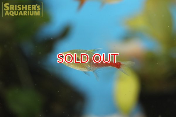 画像5: ロゼウステトラ　”リアル” (5)