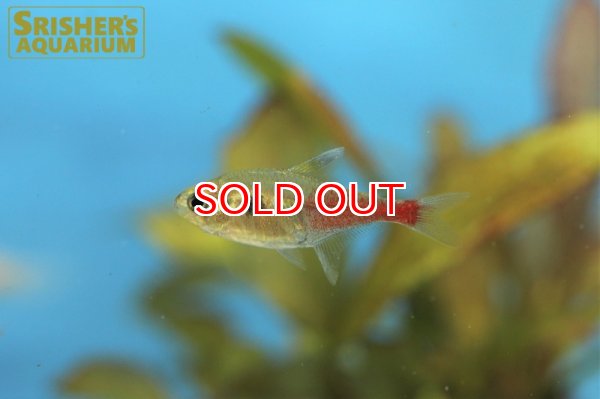 画像4: ロゼウステトラ　”リアル” (4)