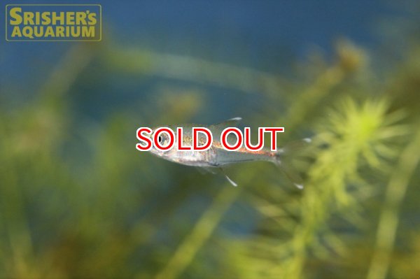 画像5: スレンダーホワイトチップテトラ WILD (5)