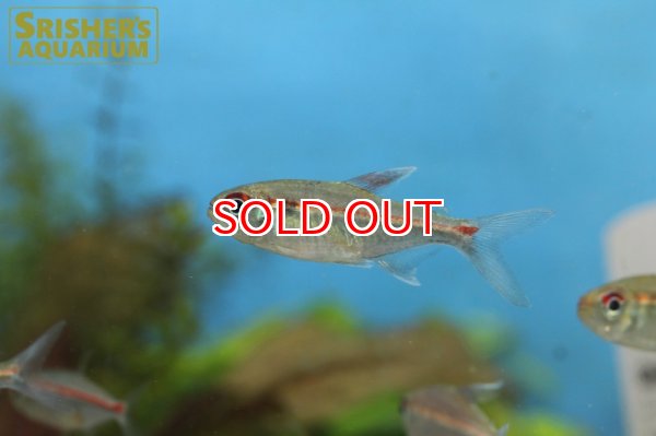 画像4: ベネズエラピンキーテトラ (4)