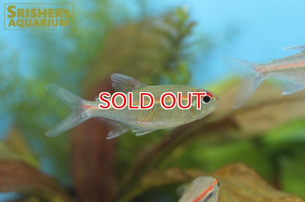 画像3: ベネズエラピンキーテトラ (3)