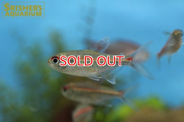 画像2: ベネズエラピンキーテトラ (2)