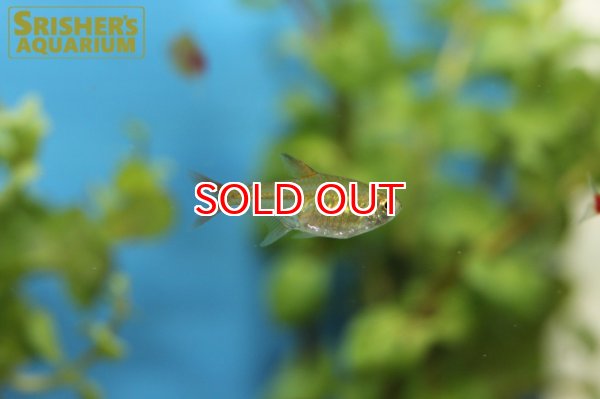 画像2: ラズベリーテトラ WILD "アルトアラグアイア" (2)