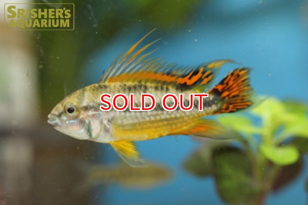 画像4: アピストグラマ　カカトイデス　ダブルレッド (ブリード) (ペア) (4)