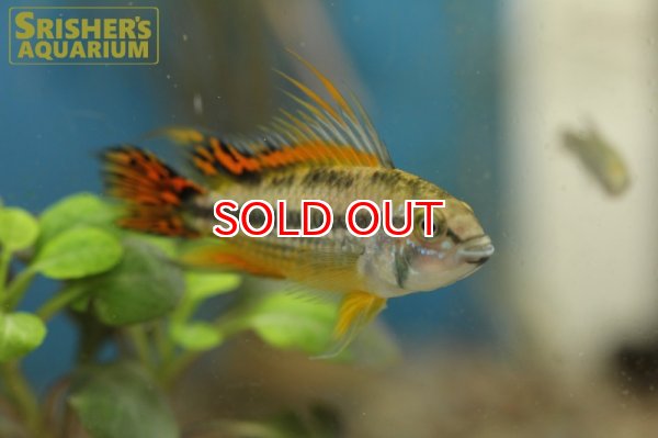 画像2: アピストグラマ　カカトイデス　ダブルレッド (ブリード) (ペア) (2)