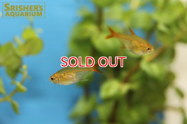 画像3: ラズベリーテトラ WILD "アルトアラグアイア" (3)