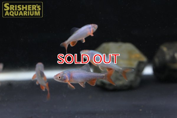 画像3: レッドホースミノー (3)