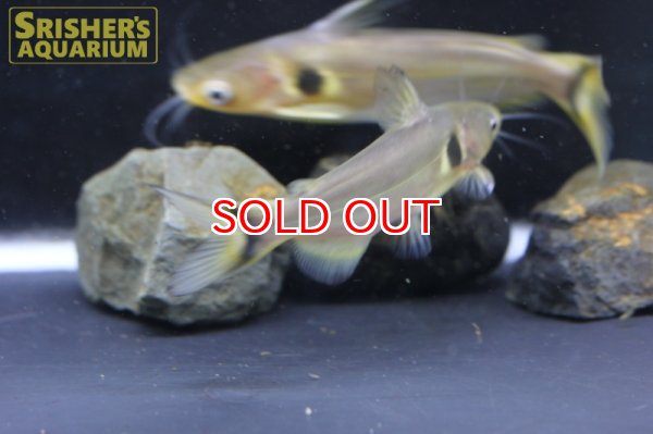 画像5: ホラバグルス　ブラキソマ (5)