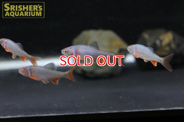 画像4: レッドホースミノー (4)