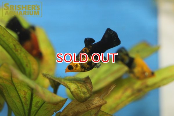 画像4: ゴールデンブラックバルーンモーリー (4)