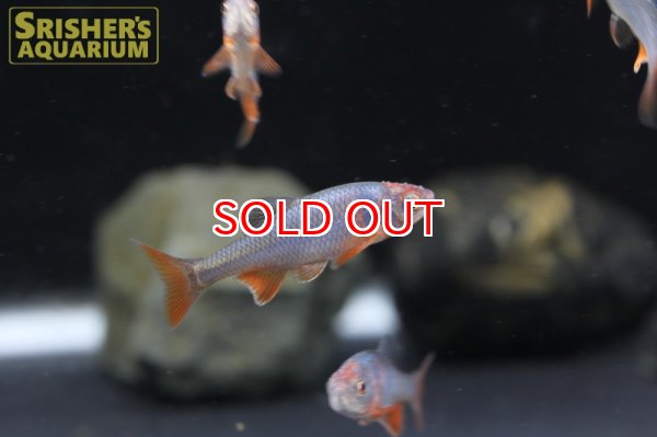 画像2: レッドホースミノー (2)