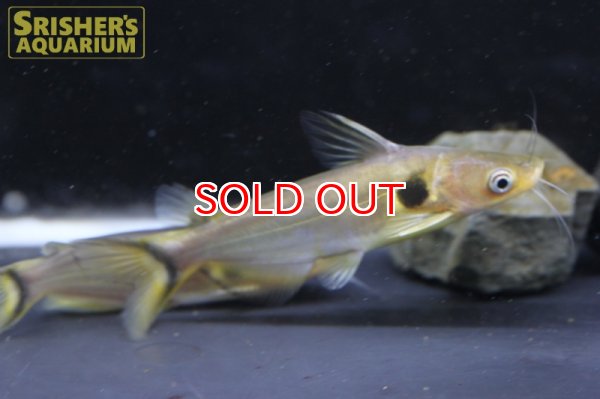 画像2: ホラバグルス　ブラキソマ (2)