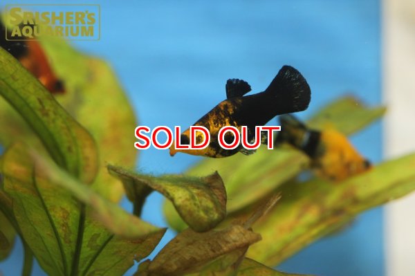 画像2: ゴールデンブラックバルーンモーリー (2)