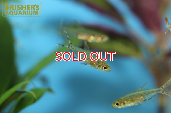 画像4: アドニステトラ　WILD (4)