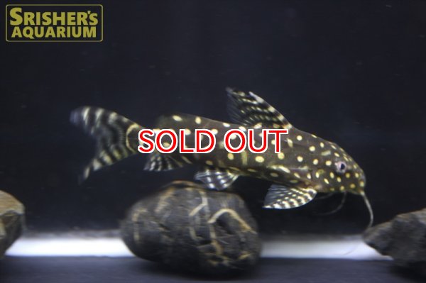 画像4: シノドンティス　アンジェリカス WILD (4)