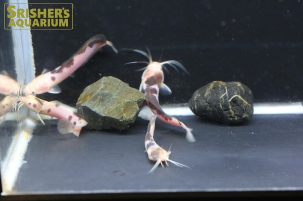 画像7: マーブルクララ（パンダクララ） (7)