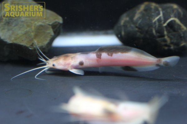 画像5: マーブルクララ（パンダクララ） (5)