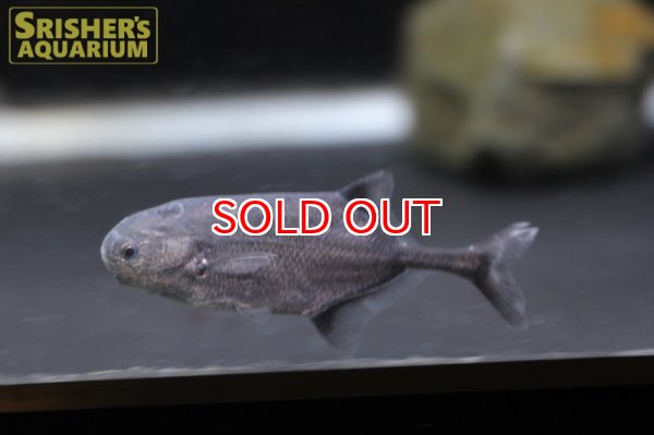 画像4: ポリミルス　アドスペルスス（コンゴ） (4)