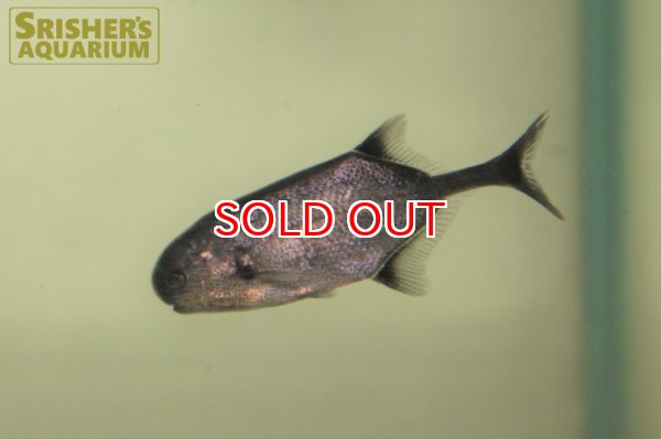 画像5: ポリミルス　アドスペルスス（コンゴ） (5)