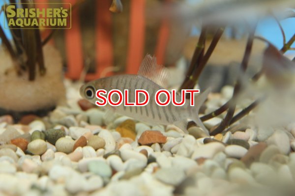 画像2: ディスティコダス　アトロベントラリス (2)