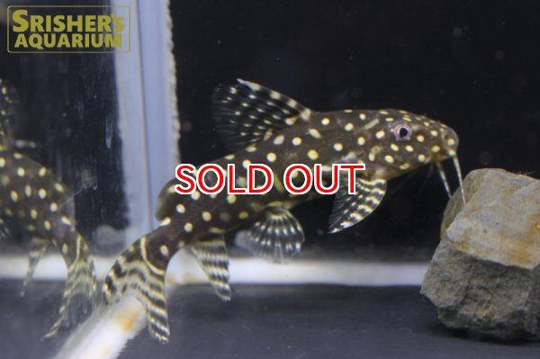 画像2: シノドンティス　アンジェリカス WILD (2)