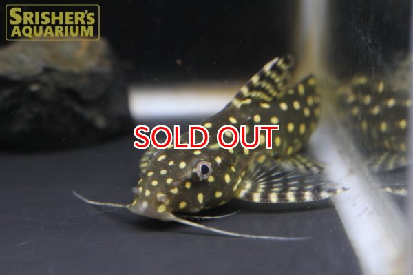 画像3: シノドンティス　アンジェリカス WILD (3)