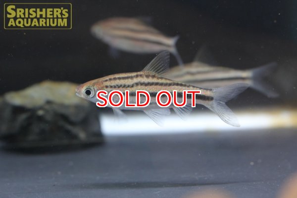 画像2: デスモプンティウス　ジョホレンシス (2)