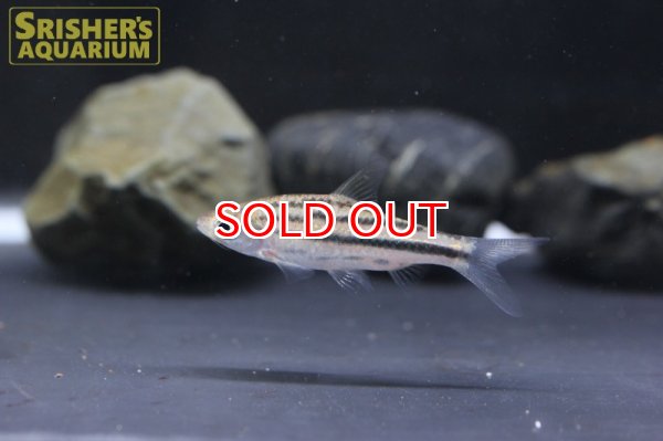 画像3: デスモプンティウス　ジョホレンシス (3)