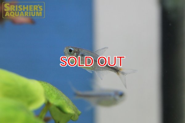 画像2: イエローコギャルテトラ（ブリード）　 (2)