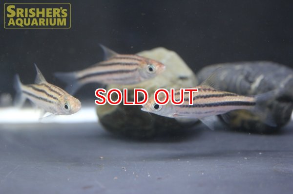 画像4: デスモプンティウス　ジョホレンシス (4)