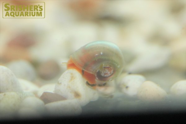 画像2: ピンクラムズホーン櫻華（おうか） (2)